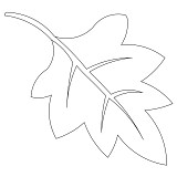 leaf single 001